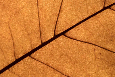 Full frame shot of patterned wall