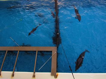 High angle view of fish swimming in pool