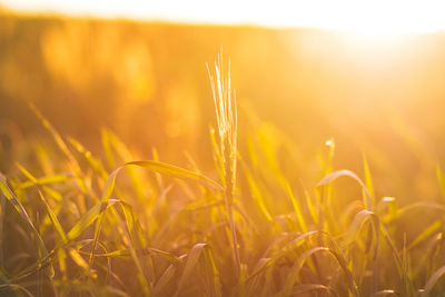 Close-up of grass growing in field