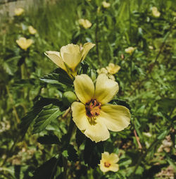 Close-up of flower