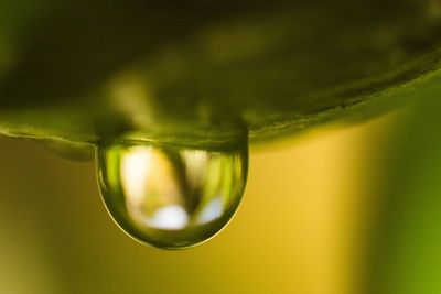Close-up of raindrops on plant