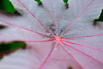 Close-up of plant