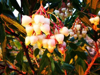 Close-up of fruits on tree