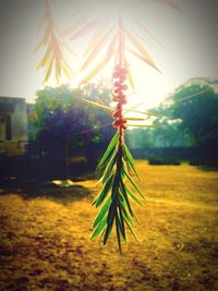 Close-up of plant against blurred background