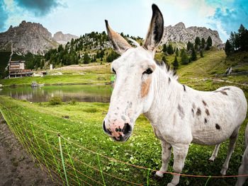 Horse standing on field