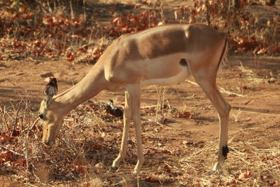 Side view of deer standing on field