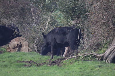 View of a horse in the field