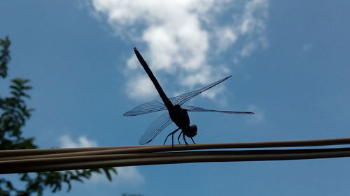 Low angle view of dragonfly against blue sky