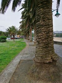 Footpath by palm trees in park against sky