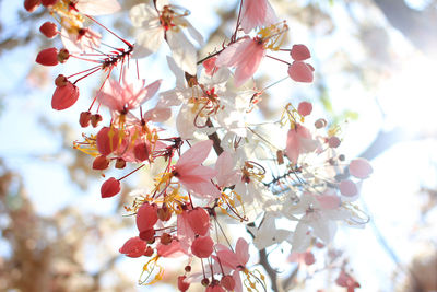 Low angle view of cherry blossoms in spring