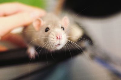 Close-up portrait of grey rat