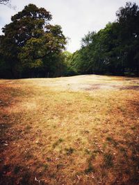 Scenic view of trees on field against sky