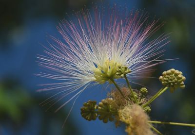 Close-up of flower blooming outdoors