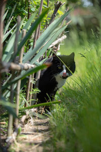 View of a cat on field