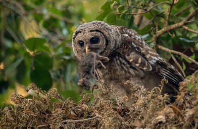 Close-up of owl eating rat