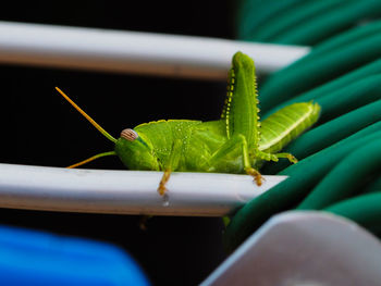 Close-up of insect on leaf