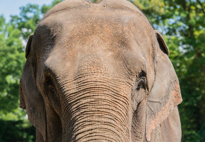 Close-up portrait of elephant in forest