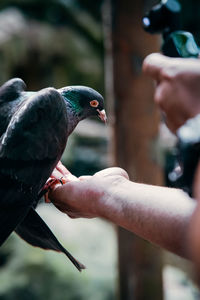 Pigeon eating from the had of a man.