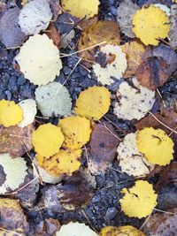 Full frame shot of leaves