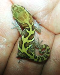 Midsection of person holding leaf