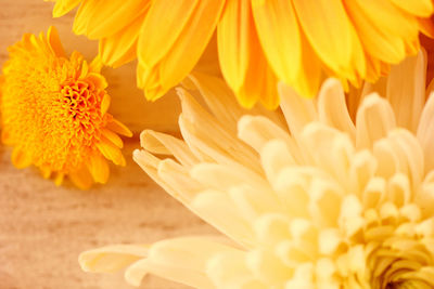 Close-up of flowers on table