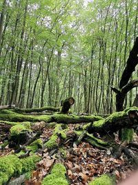 View of a tree in forest