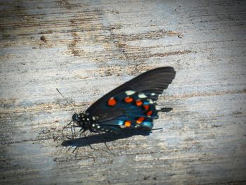 Close-up of butterfly on tree trunk