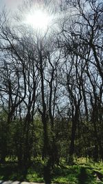 Low angle view of trees in forest against sky