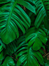 Close-up of green leaves