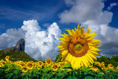 Sunflowers against cloudy sky