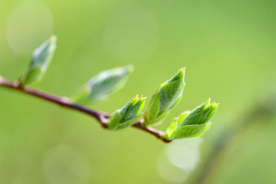 Close-up of plant