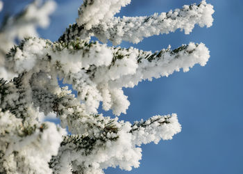 Thick and white frost covers the trees on the river bank, close-up view of frosted branches,