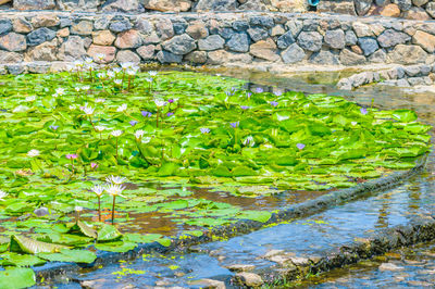 Plants growing in water