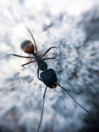 Close-up of insect