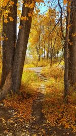 Trees growing in forest during autumn