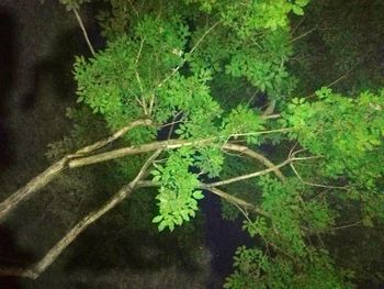 High angle view of plant growing in forest