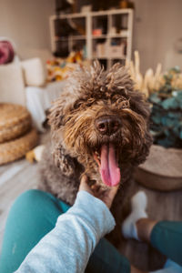 Close-up of dog