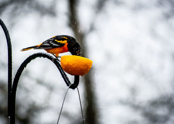 A baltimore oriole eating an orange at the feeder.