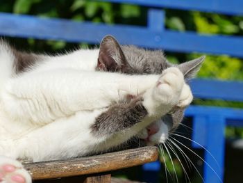 Close-up of cat sleeping