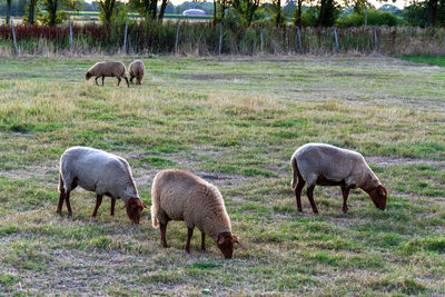 Horses grazing in a field