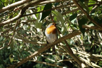 Close-up of bird perching on tree