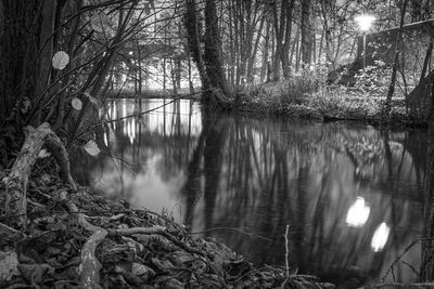 Trees by lake in forest