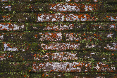 Texture of a green and red brick wall with small plants. wallpaper