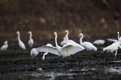 Flock of birds on beach