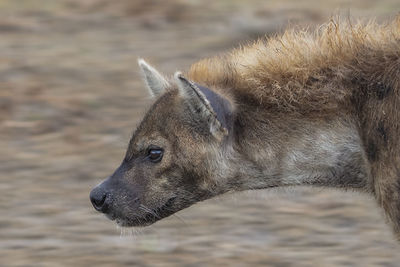 Close-up of a spotted hyena in etosha national park