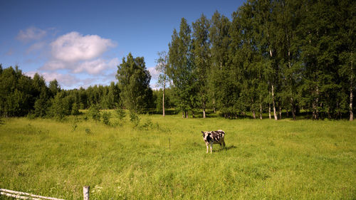 Horse in a field