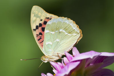 Close-up of butterfly on leaf