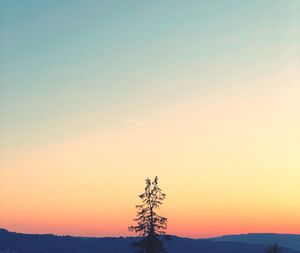 Silhouette tree against sky during sunset