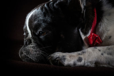 A cute black and white french bulldog dog head portrait with cute expression in the wrinkled face.