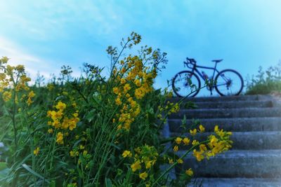 Close-up of yellow flowers against sky